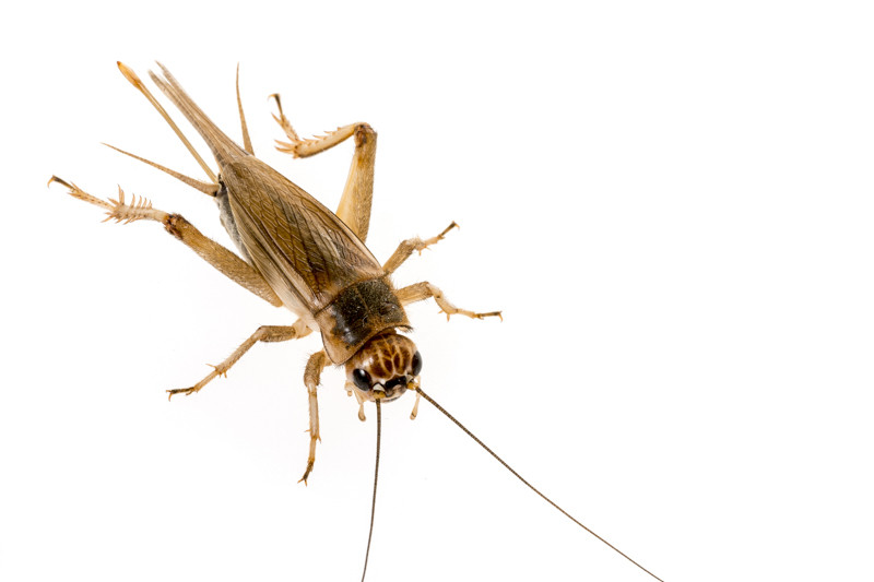 Crickets, Field Cricket, Gryllus assimilis, 